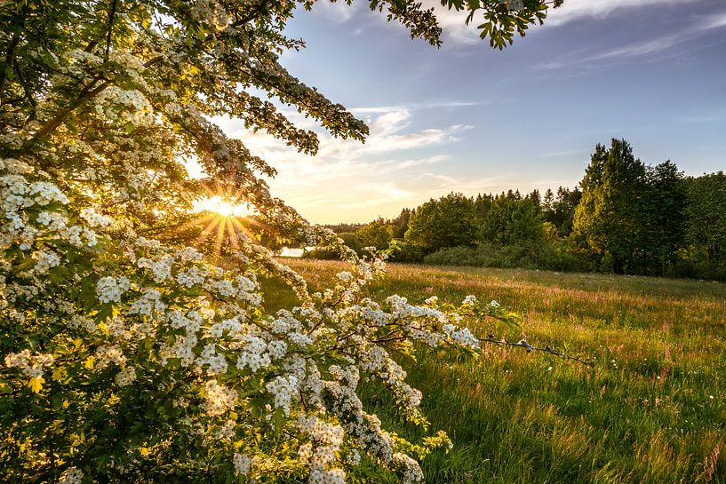 Summer at last by Steffen Henze