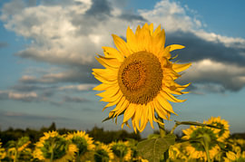 Lebendiges Sonnenblumenporträt vor dramatischem Himmel von Milcho Milev
