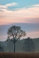 Tree during blue hour