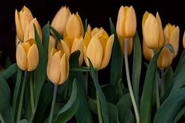 Tulpen van Mario Creanza