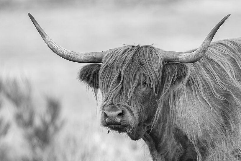 Highlander écossais par Menno Schaefer