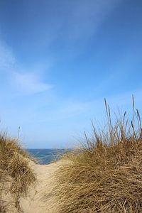 Dünenweg im April
