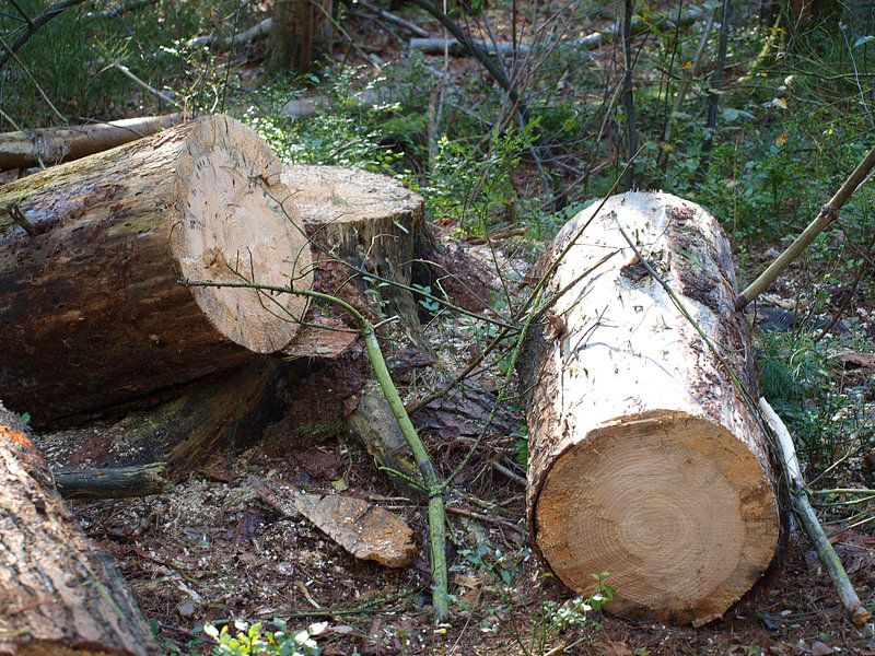 Boomstronken by Rinke Velds