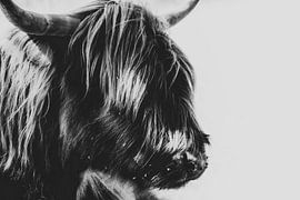 Portret Schotse Hooglander, Highland cow van Jeffrey Hensen