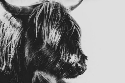 Porträt Hochlandrind, Hochlandkuh