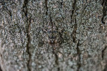 Een goed gecamoufleerd insect van Hugo Braun