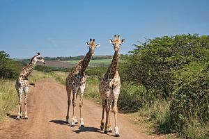 Drei Giraffen versperren die Straße