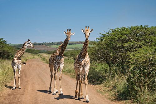 Drie giraffen die de weg versperren
