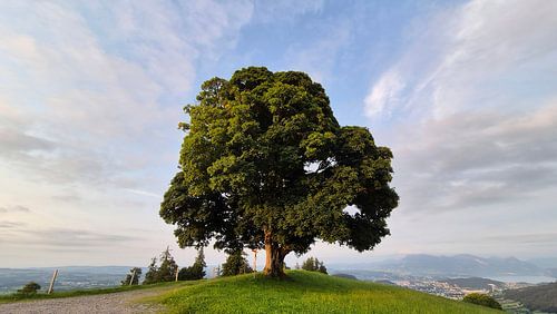 Maple tree, Schwarzenberg, Switzerland