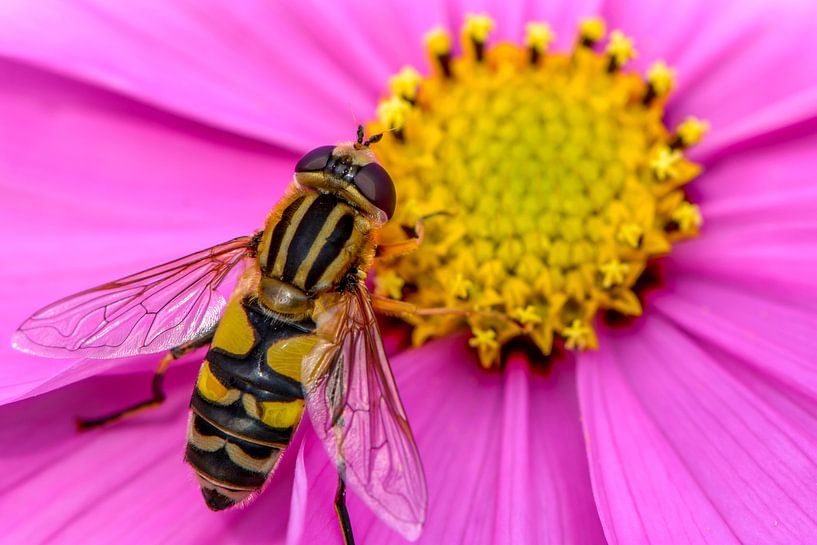 Hoverfly by Sander Peters
