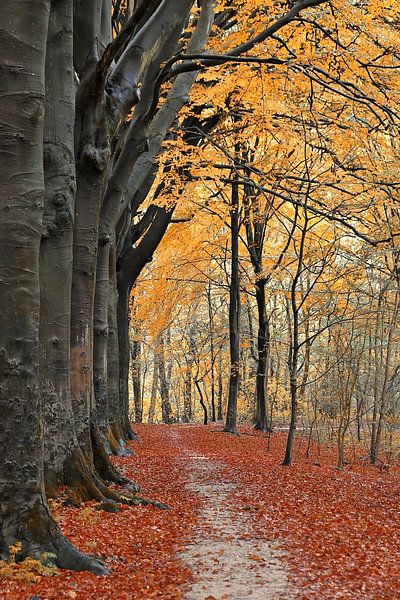 Herfstbos von Peter van Rijn