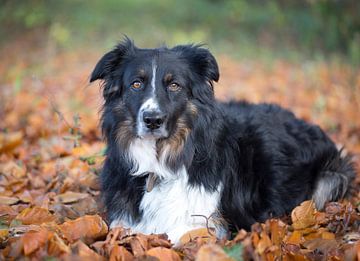 tri-color bordercollie liggend in herfstblad