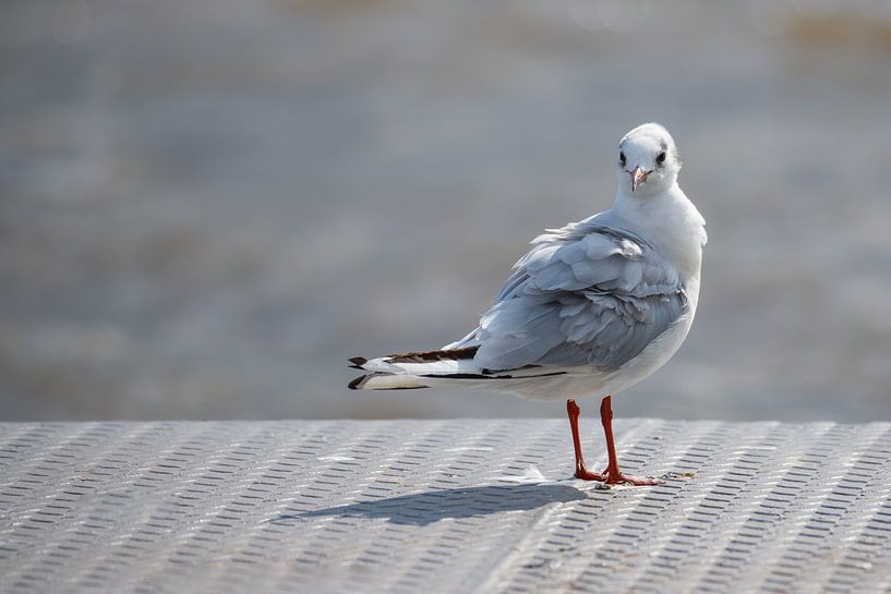Möwen tummeln sich an der Weser in Bremen von Matthias Korn