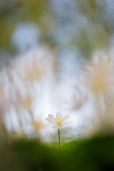 Frühling von Pim Leijen