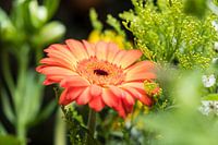 Flowering gerbera in a bouquet of flowers