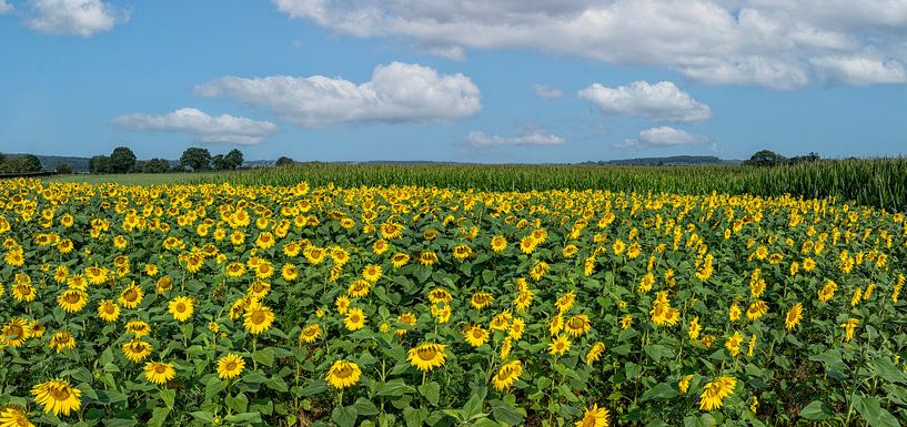 Zonnebbloemveld op de Zuid-Limburgse heuvels van John Kreukniet