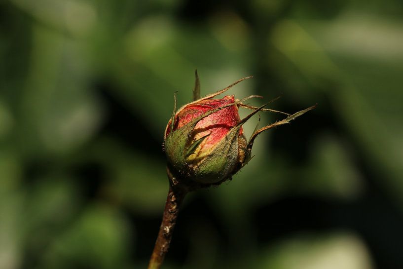 Eine Rosenknospe im Winter von Pim van der Horst