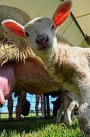 The astonished little lamb