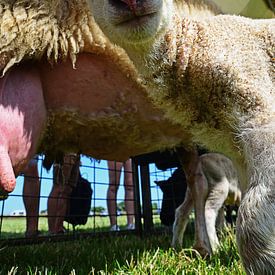 The astonished little lamb by Wim van der Geest