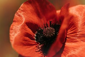 Nahaufnahme einer Mohnblume