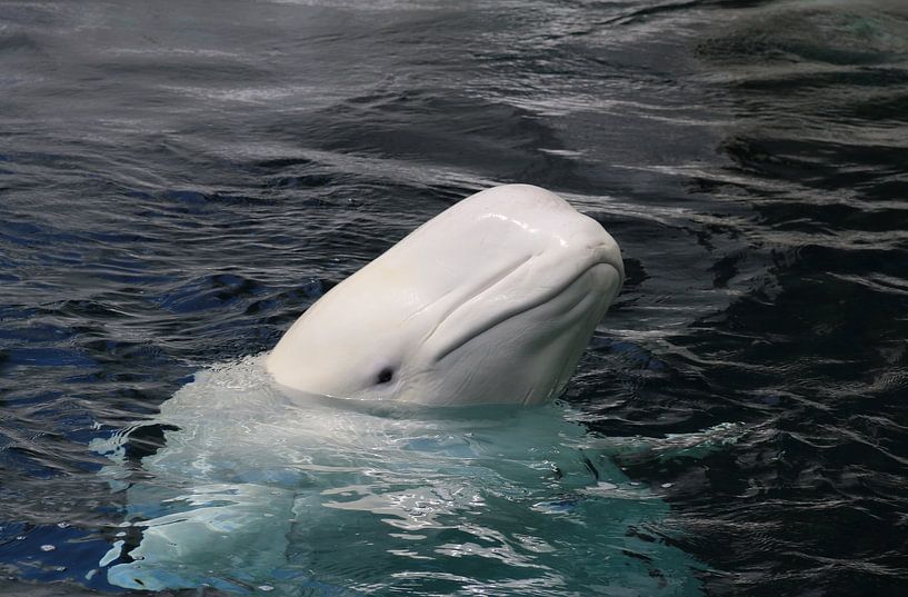 Baleine blanche par Matthias Brix