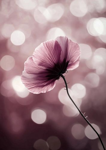 Symphonie de Bokeh en violet, blanc et noir