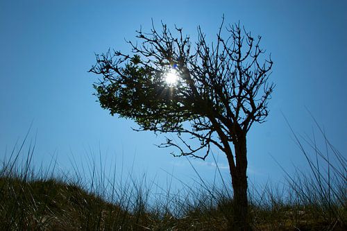 Boom in de middagzon