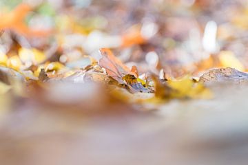 Herfst bladeren op de grond van Diantha Risiglione