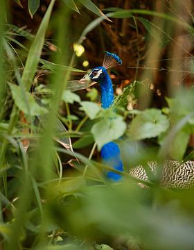 Ein Pfau in seinem natürlichen Lebensraum von Dilani Butink