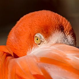 Oog in oog met een flamingo van Caroline Wirtz