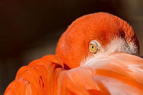 Auge in Auge mit einem Flamingo