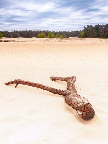 Y-vormige boomtak in het licht op het Kootwijkerzand