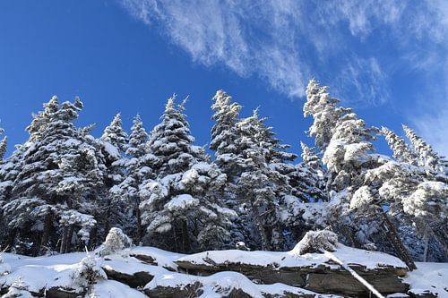 Ein Fichtenwald im Winter von Claude Laprise