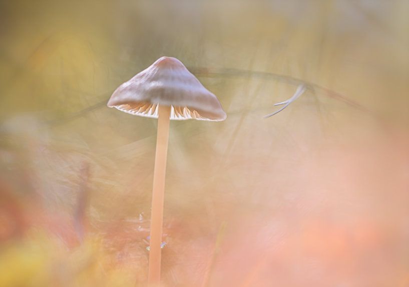 mushroom hat by natascha verbij