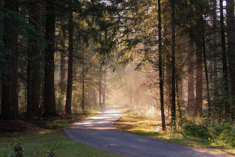 ochtendlicht in het bos van Tania Perneel