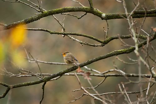 Roodborstje op de Heuvelrug