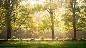 Le vert du printemps dans les arbres sur Erwin Pilon