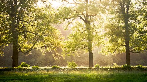 Lentegroen in de bomen