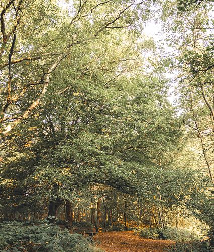 Herbsttafel im September im Wald