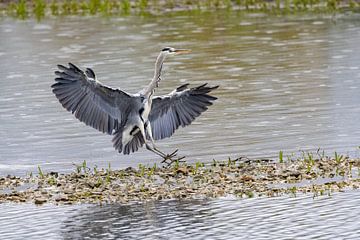 Grey heron landing