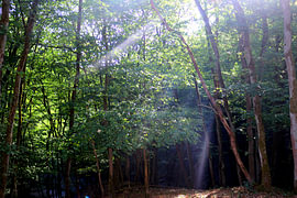 Forest Magic I by Helmut Martin - The Art of Stone - Steinkunst & Photographie