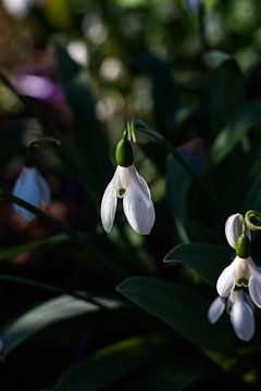 Snowdrop by North Scape