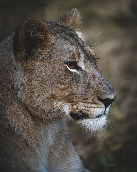 Mère lion ! par Tom Zwerver