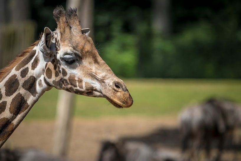 Portrait de girafe dans la savane africaine par Wildlife Designs