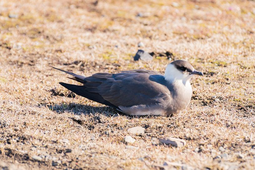 Hunter. (Bird) by Merijn Loch