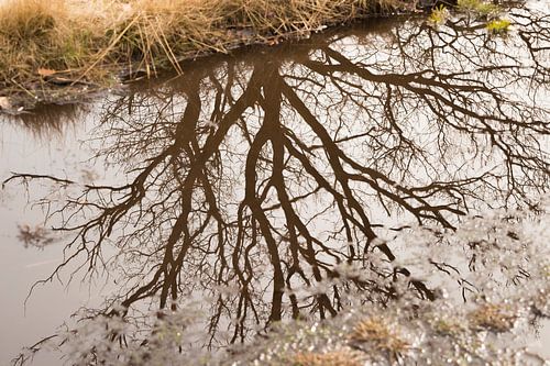 Boom weerspiegeling in plas water
