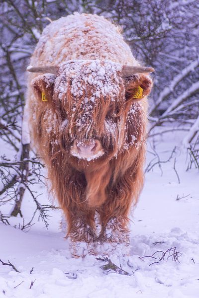 play in the snow by Samantha Rorijs