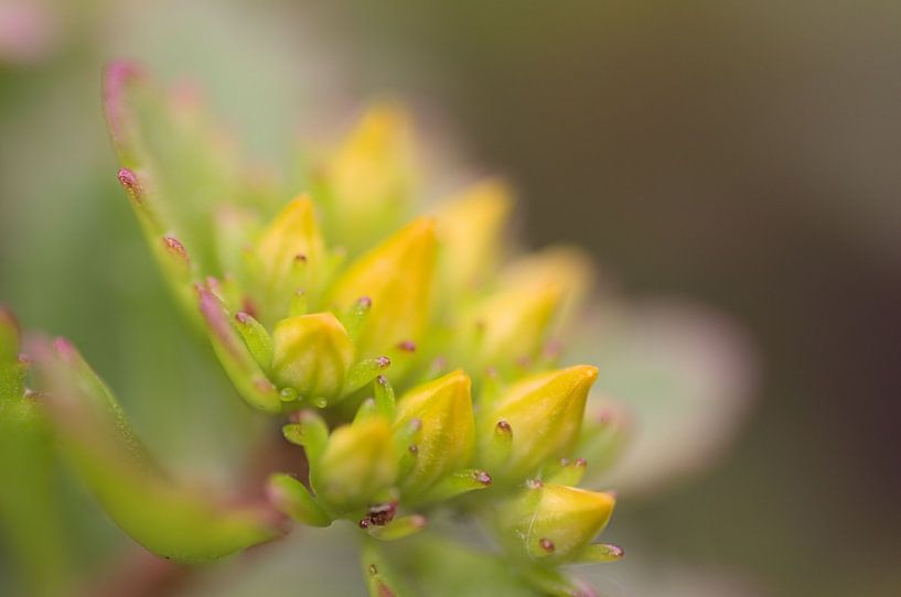 Yellow Hearts by John Pex