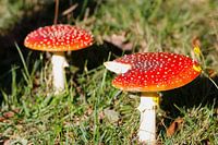 Paddenstoelen
