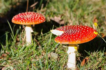 Paddenstoelen van Nina Redek